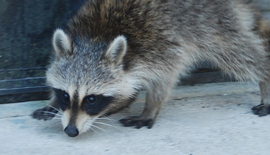 Raccoon Removal in Beverly Shores