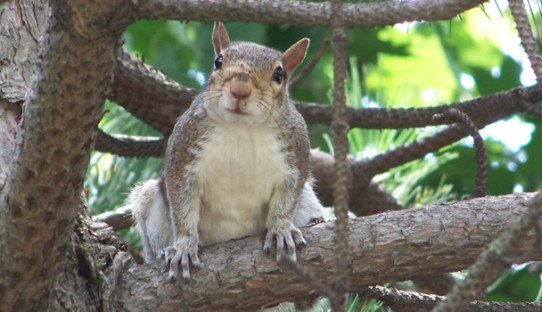 Squirrel Removal in Beverly Shores